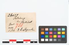 Etikett zu Bernsteinperle (NHMW-PRAE-026027)